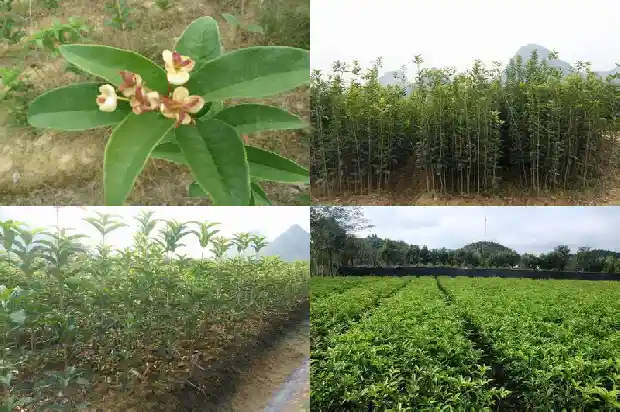 怎样选购桂花树苗种子1686961486583