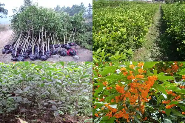 桂花树苗买什么品种最好养活1686961506605
