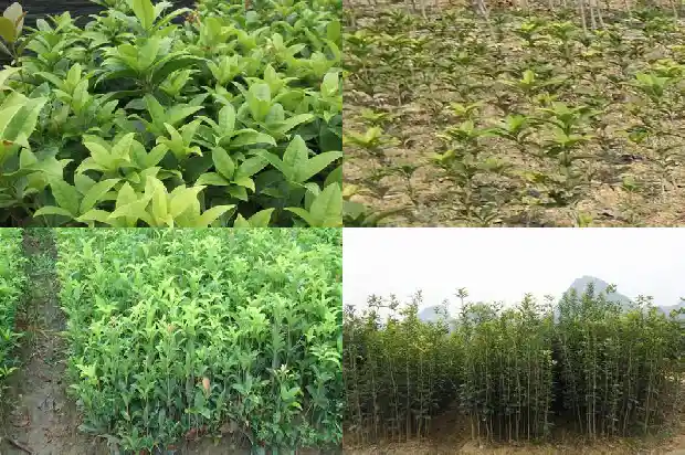 桂花树价格加湖北百信园林产地直销1689899549408