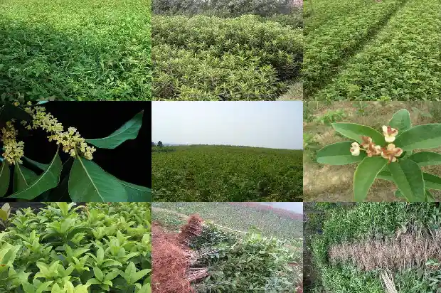 桂花树苗哪个品种最好多少钱一棵1686961524131