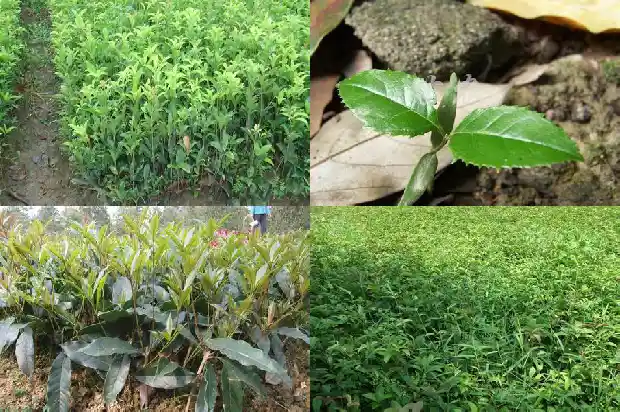 桂花树种在哪里最好呢1686961544559