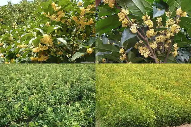 桂花树种在哪里最好呢1686961544607