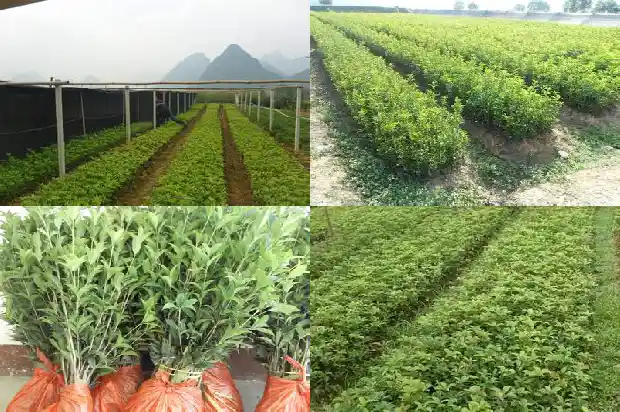 精品桂花树多少钱一株1689640664396