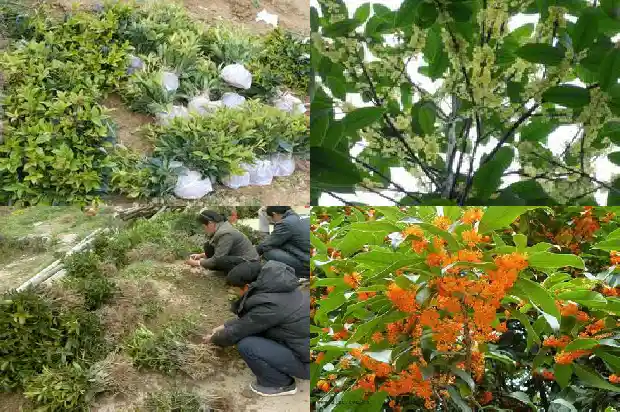 桂花树种在哪里比较好养1686961562229