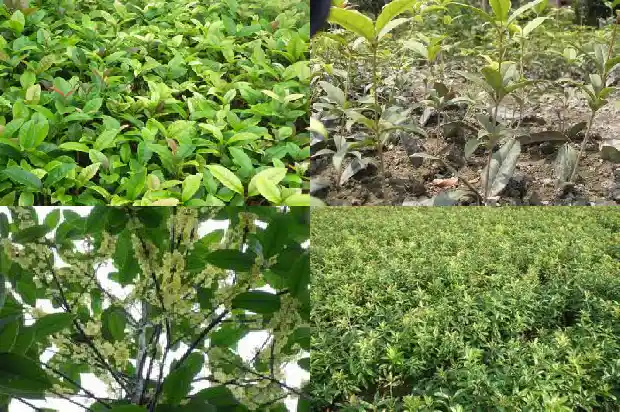 桂花树苗哪个地方的好看些1686961605899
