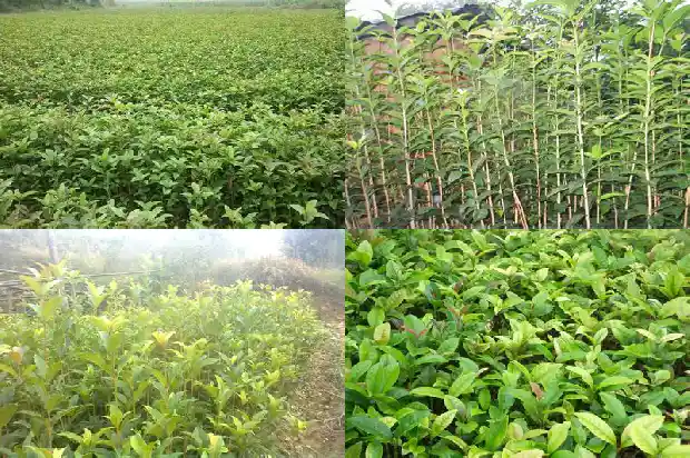 桂花树苗哪个地方的好看些1686961605947
