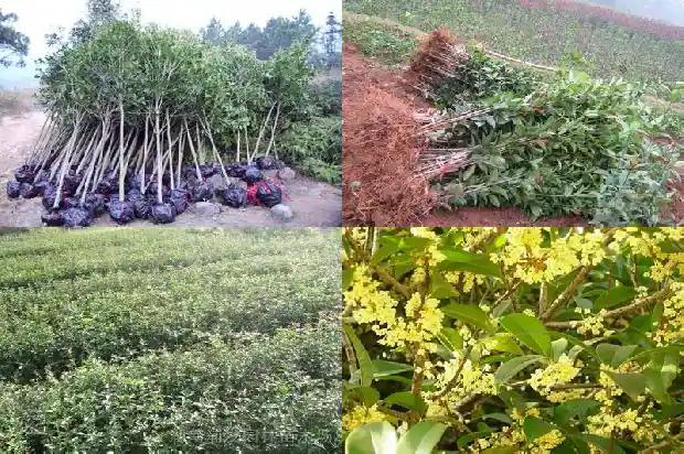 桂花树栽什么地方好养1686961625846