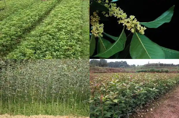 桂花树栽什么地方好养1686961625891