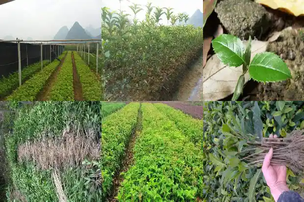 桂花树种什么地方好呢1686961645331