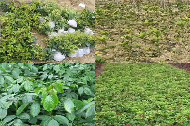 桂花树种什么地方好呢1686961645378