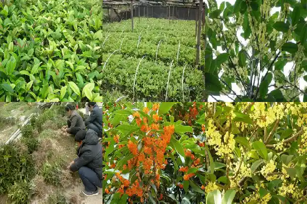桂花树苗什么品种最好看1686961735369