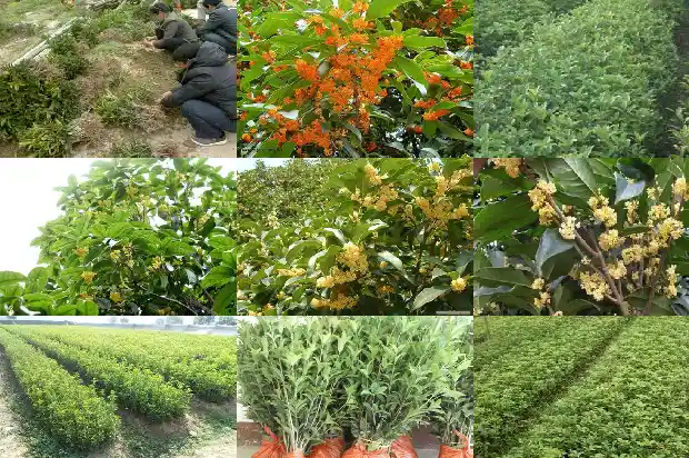 桂花树苗什么品种最好看1686961735512