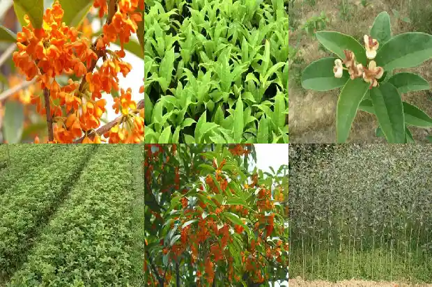 桂花树苗什么品种最好活1686961754256