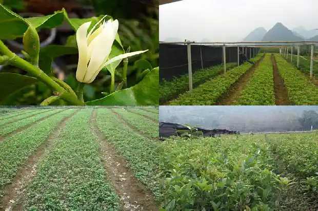 桂花什么时候移栽换盆好呢1688862014882