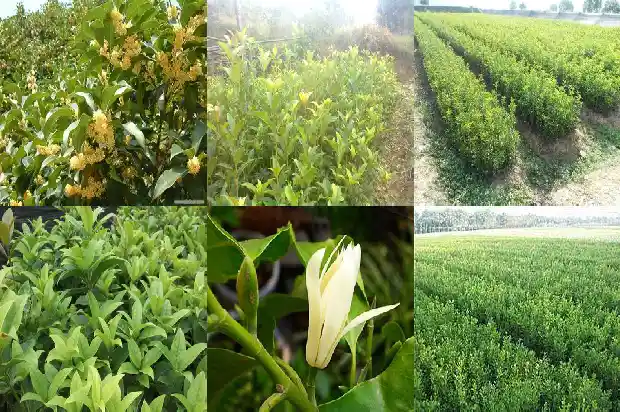 桂花树适合东北种植吗冬天1686961810275