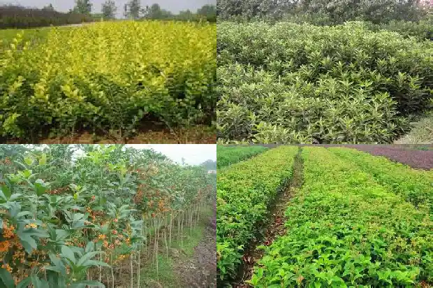 东北适合栽桂花树吗1686961831008