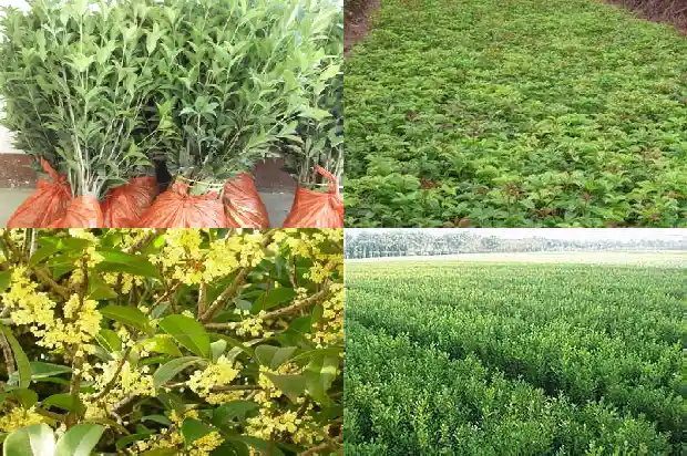 八月桂花树不开花光结果1688349883986