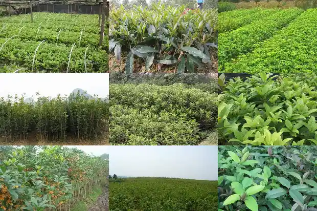 桂花糖放了三年还能吃吗1689313165234
