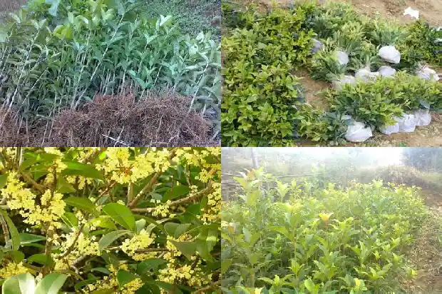 为什么北方桂花树很少1686961875206