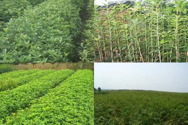 豫北地区种什么桂花树最好1686961899868