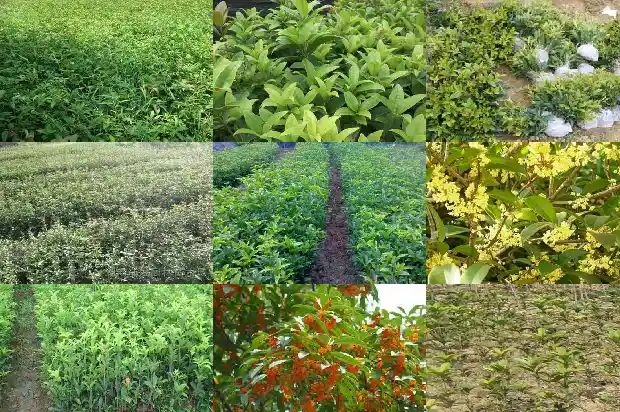 豫北地区种什么桂花树最好1686961899914