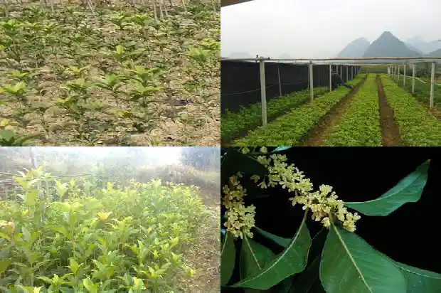 豫北地区种什么桂花树最好1686961899961