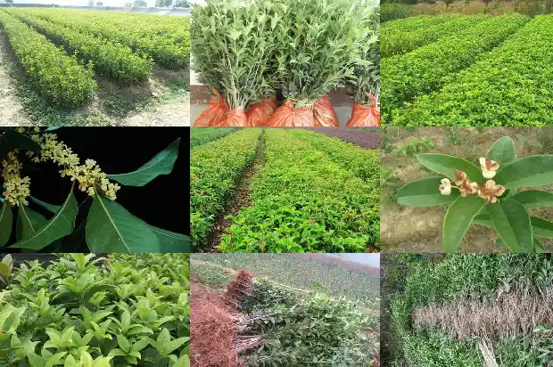 桂花花的特点是什么1686961938394