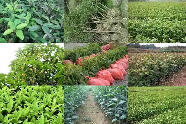桂花花的特点是什么1686961938440