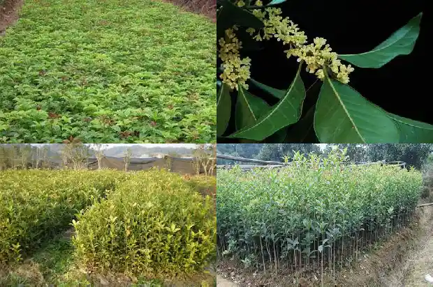 桂花花的特点是什么1686961938488