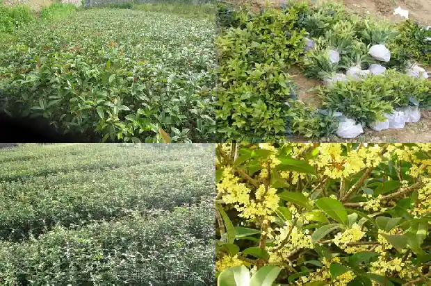沉香桂花是什么品种的花1686961955595