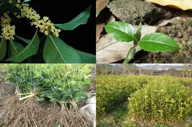 四季沉香桂花与沉香桂的区别1686961979482