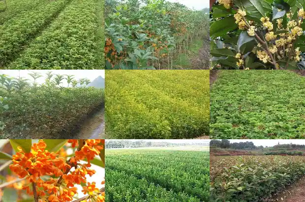 四季沉香桂花与沉香桂的区别1686961979529