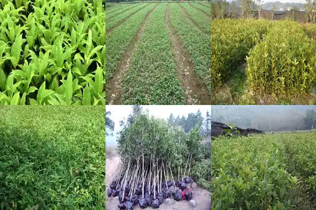 桂花茶泡一杯喝一天可以吗1689381585180