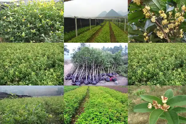 红双喜桂花属于什么品种1686962000704