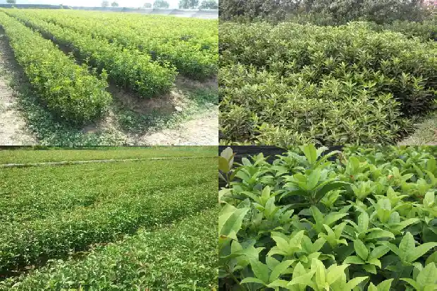 桂花树苗哪里买最便宜的好养1686962016002