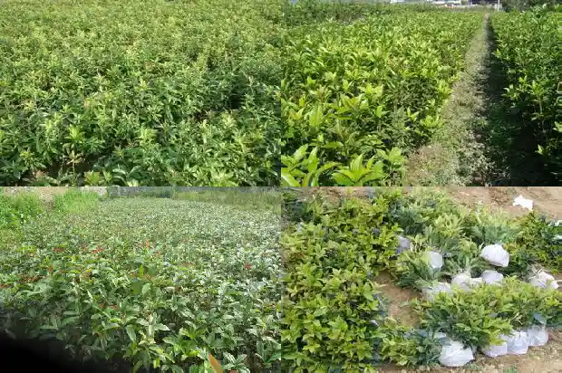 桂花树苗哪里买最便宜又好养活1686962035290