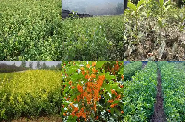 桂花树苗哪里买最便宜又好养活1686962035336