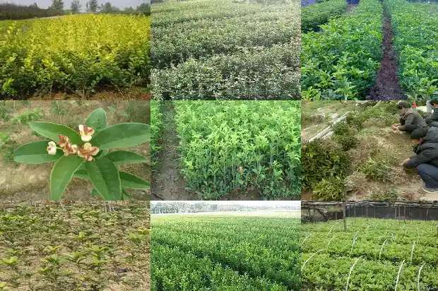 桂花树苗哪里买最便宜又好养活1686962035429