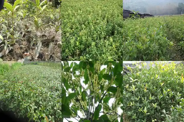 桂花树苗哪里买最便宜又好看的品种1686962054618