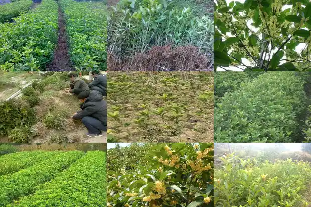 桂花树苗买哪种好吃又实惠1686962069320