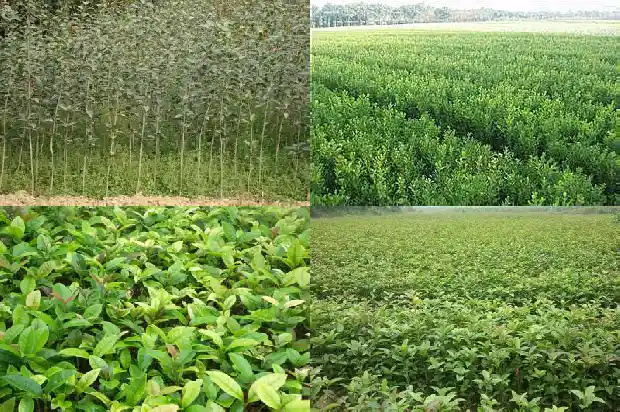 桂花树苗买哪种好看些1686962084247