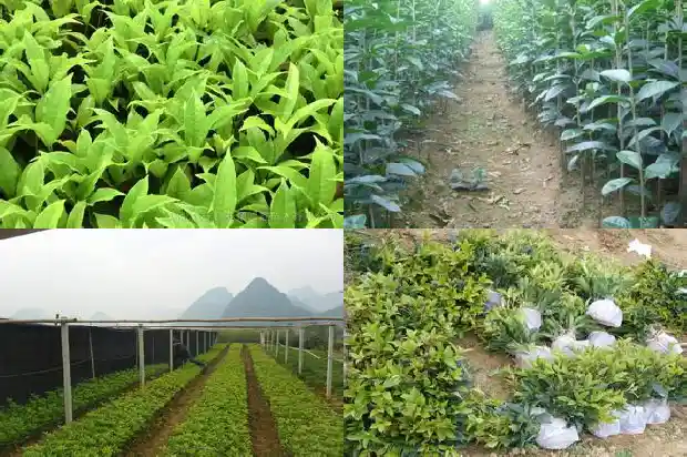 桂花树苗买哪种好看些1686962084294