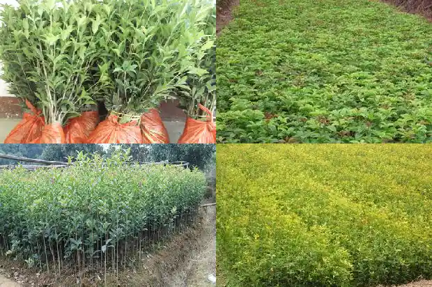 想买桂花树苗哪个店铺好些呢1686962099240