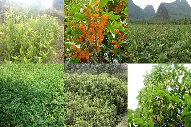 最好的桂花树是哪种品种的1688692765618