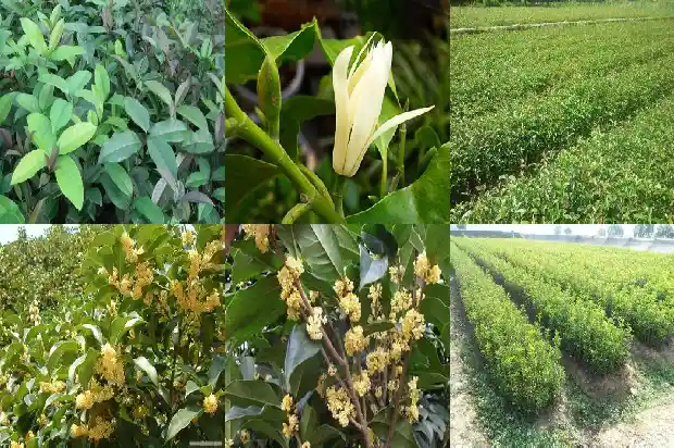 桂花树苗哪里买便宜好看又好养1686962154091