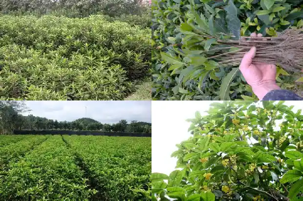 桂花树苗哪里买便宜好养活1686962171609