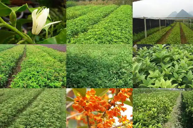 请问从哪里能买到桂花树苗种子呢1686962188747