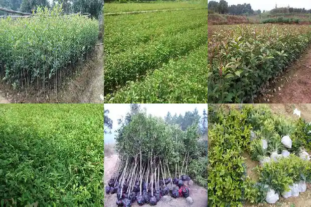 桂花玫瑰花的功效与作用及食用方法1689313428337