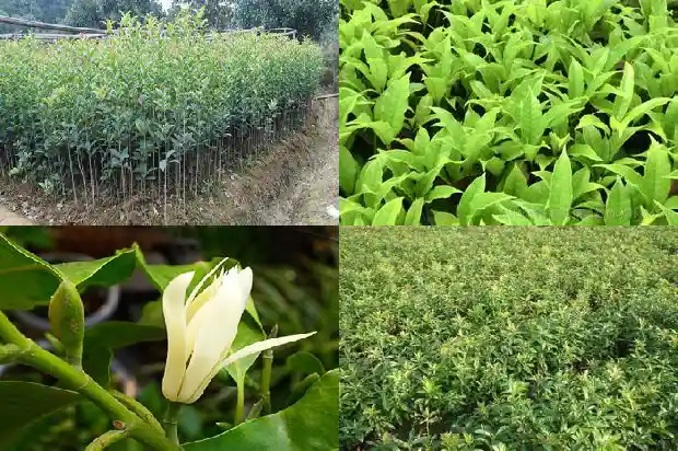柚子树可以嫁接桂花树吗1686962232369