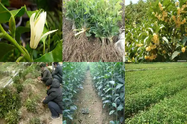 柚子树可以嫁接桂花树吗1686962232416
